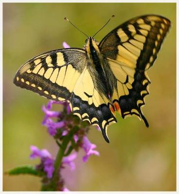 Le Machaon   Papilio machaon