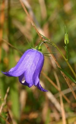 Campanule