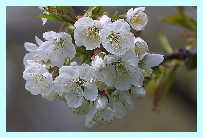 Pommier en fleurs