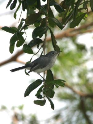 IMG_6817a.jpg