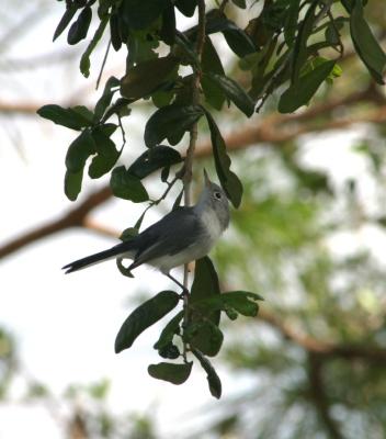 IMG_6819a.jpg