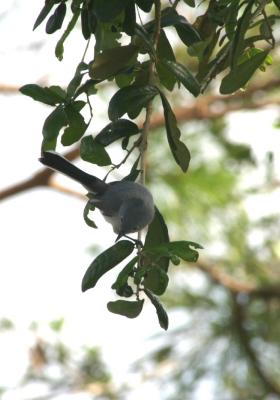 IMG_6823a.jpg
