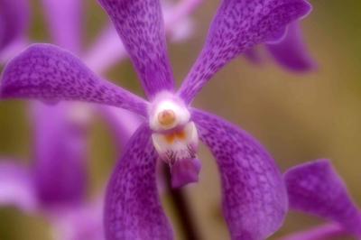 Purple orchid.jpg