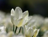 White Dream
