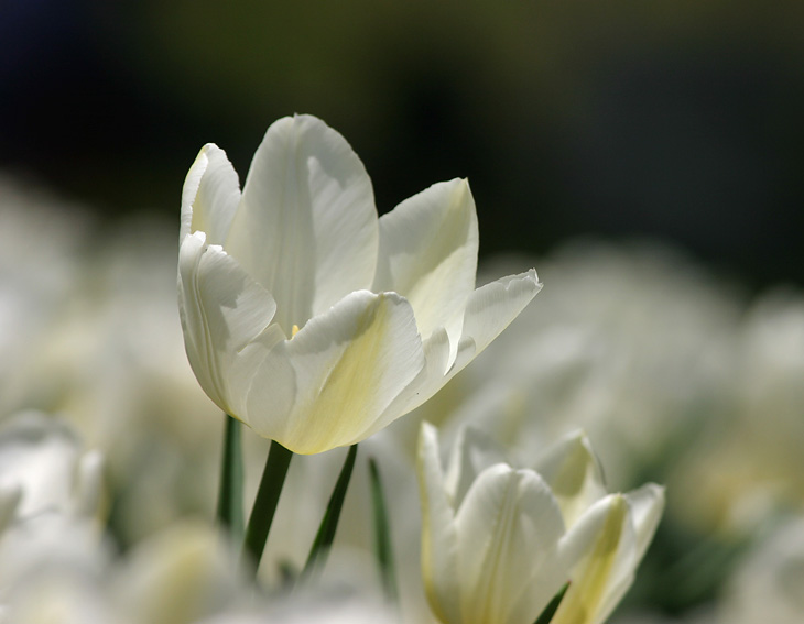 White Dream