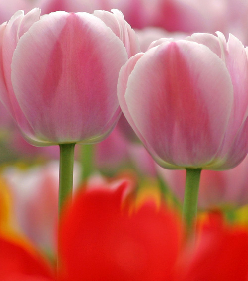 Tulips