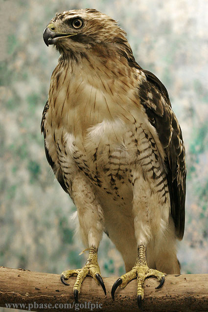 Redtailed Hawk with 50mm 1.8 lens