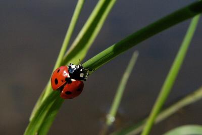 Ladybird