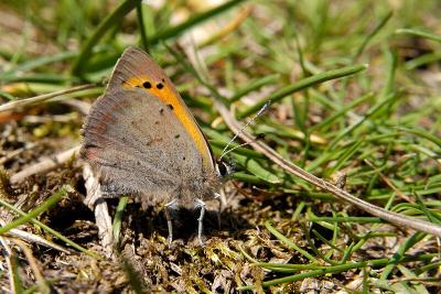 Small Copper