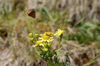 Small Copper