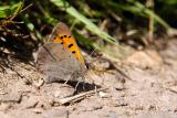 Small Copper