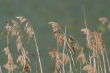 Sedge Warbler