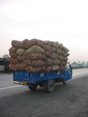 u45/grasshopper216/medium/29603417.Corncobs.jpg