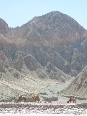 Camels 1.jpg