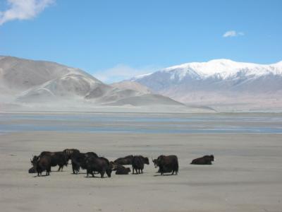 Yaks.jpg