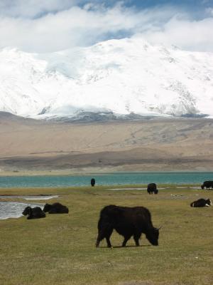More yaks.jpg