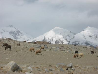 Sheep 1.jpg