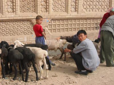Shearing sheep.jpg