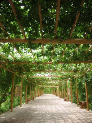 Grape Valley.jpg