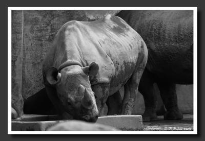 CRW_9708-bw.jpg