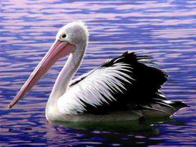 Pelican Challenge.jpg