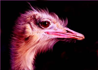 Ostrich.jpg
