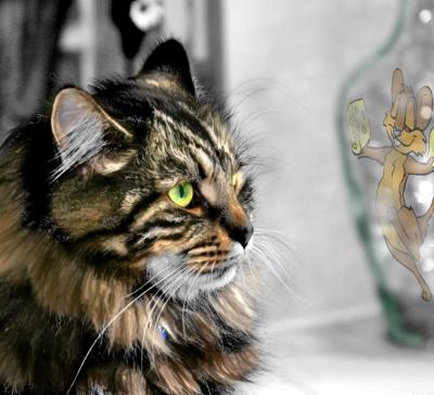 u45/greymist/medium/34623540.CatMerlinxz.jpg