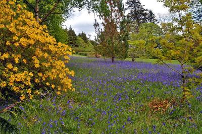 Field of Bluebells, Armadale Castle Gardens