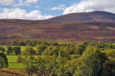 Heather Covered Hillside