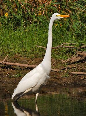 Just Wading