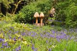 Bluebells at the Armadale Castle Gardens