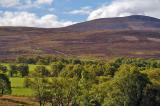 Heather Covered Hillside