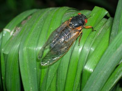 Cicada May 2004