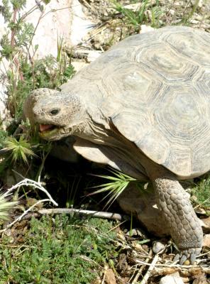 Desert Tortise