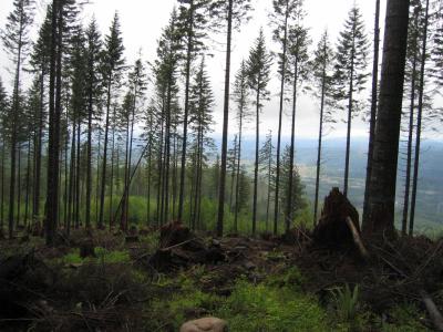 Clearcut area