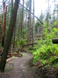 Wind storm damage & nice trail