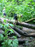 Negotiating logs on the Central Peak Trail