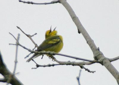 Brewster's Warbler