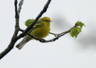 Brewsters Warbler