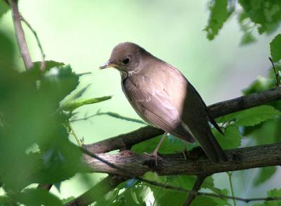 Gray-cheeked / Bicknell's Thrush, Boston, Massachusetts, May 2004