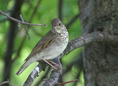 Gray-cheeked Thrush