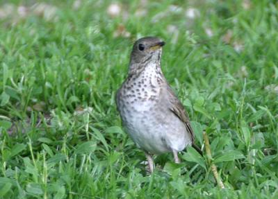 Gray-cheeked Thrush