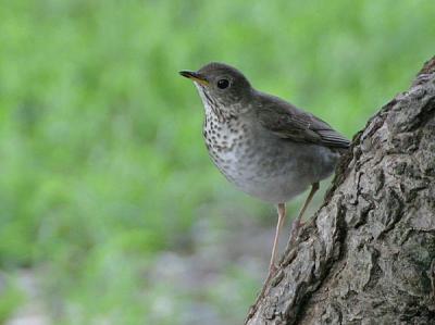 Gray-cheeked Thrush