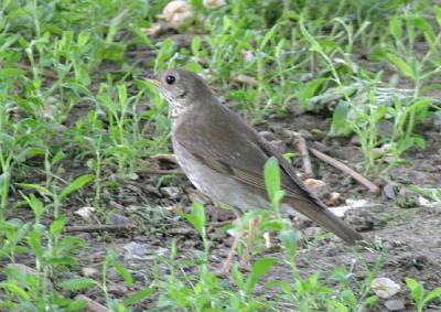 Gray-cheeked Thrush