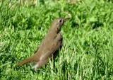 Gray-cheeked/Bicknells Thrush