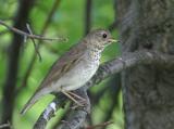 Gray-cheeked Thrush