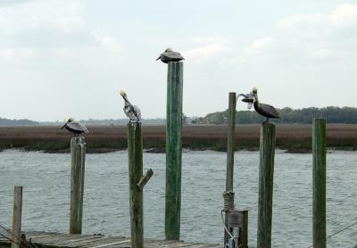 u45/gusto/medium/28858729.pelicans1.jpg