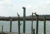 pelicans 1