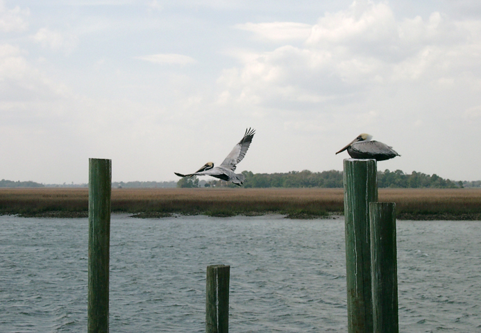 flying pelican 2