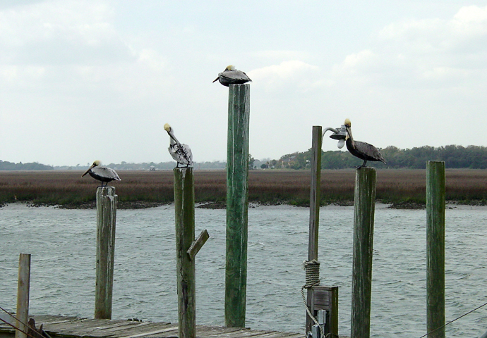 pelicans 1